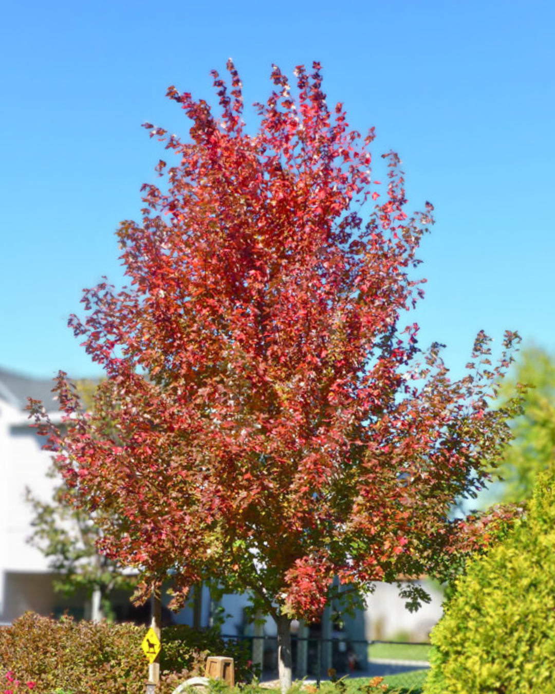 Matador Maple in fall with deep red fall color.